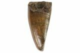 Juvenile Tyrannosaur Premax Tooth (Aublysodon) - Montana #76451-1